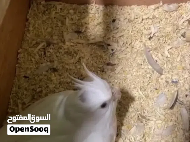 كوكتيل زوج وتك فحل ابنهم مشروطات وتوثيق الهن موجودات طيور بيضن يوم 5/20 وكسرت البيض وجود الفيدو