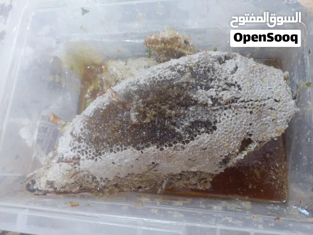 اجود عسل ابوطویق