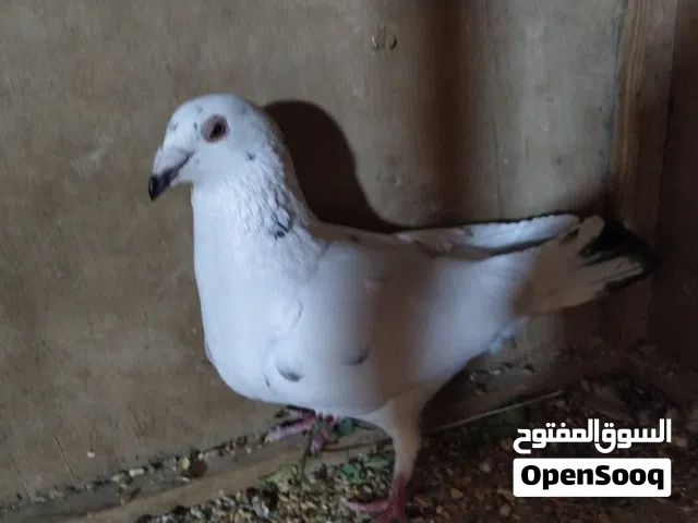 زوز كوبيات زاجل مدحيات