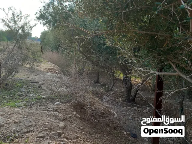 أشجار زيتون للبيع .