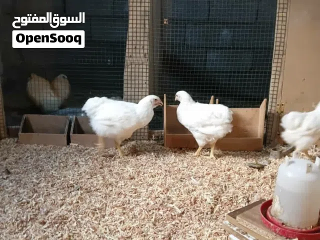 دجاج بلايموث تروكالله يبارك ماشاء الله يبارك ماشاء الله يبارك ماشاء الله يبارك ماشاء الله يبارك ماشا