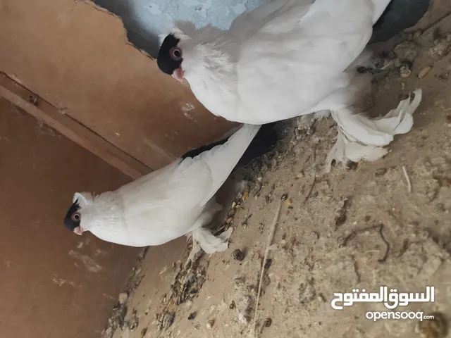 بلوني الماني جوز اسود و اصفر و طيرة صفره و فراخ