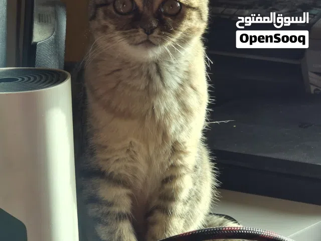 أنثى للبيع بسعر رمزي