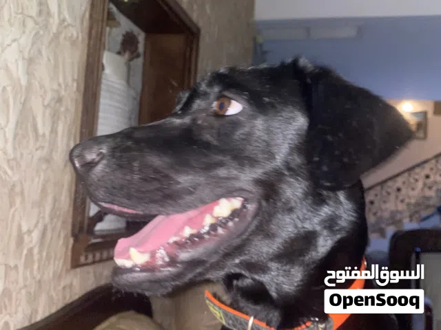 نثيه لابرادور ريتريفر بيور ((للتزاوج)) عمرها 4 سنين وصارفه