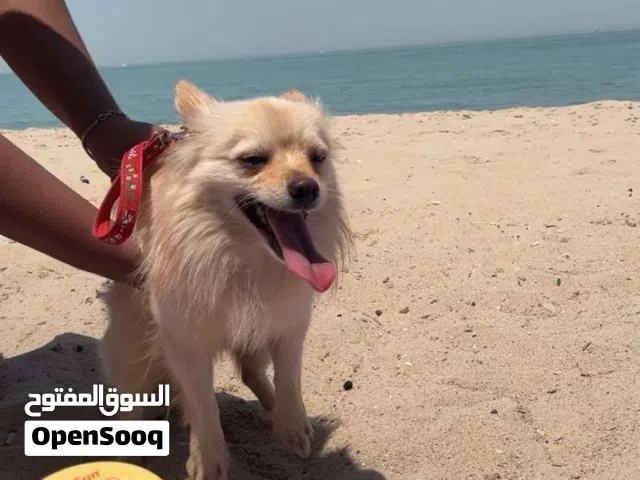 كلبين للبيع البني نوعه بومارينيان والابيض مالتيز اعمارهم البني عمره 9 شهور والابيض 7 شهور