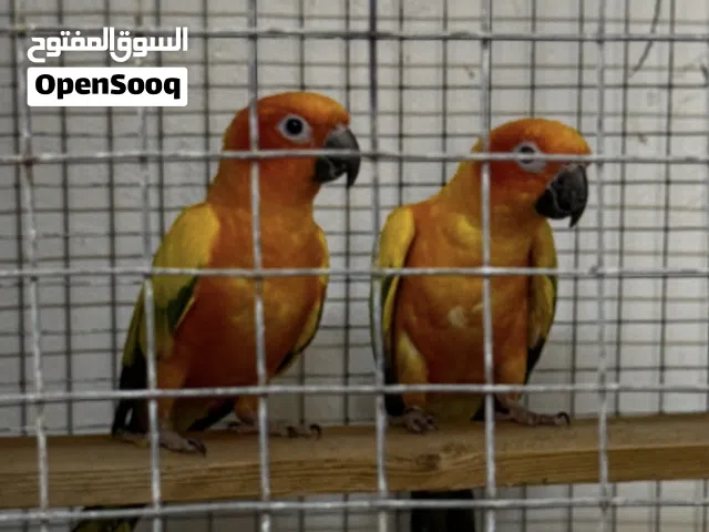 وزج ببغاء سن كنيور