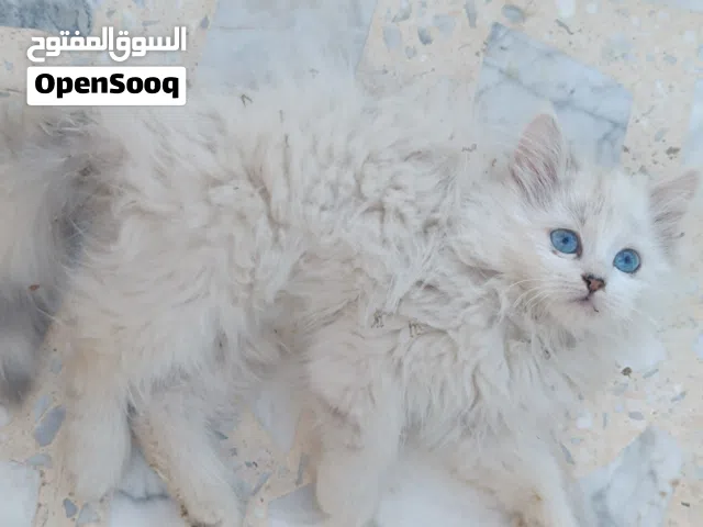 قطة انثي شيرازي عمر 3اشهر