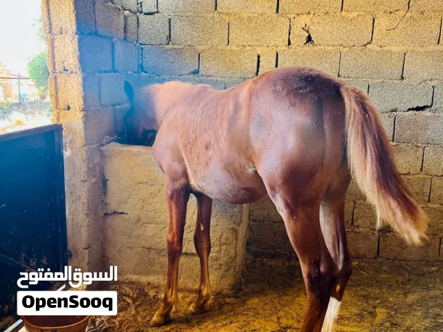 فلوة شقراء