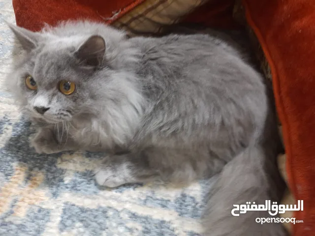 قطه للتبني في اسرع وقت