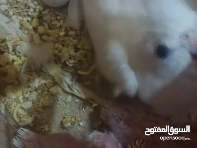 جوز كوكتيل البينو عين حمره مع فراخ عدد 2