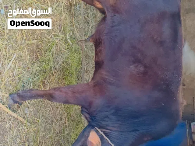 ثور محلي مطعوم