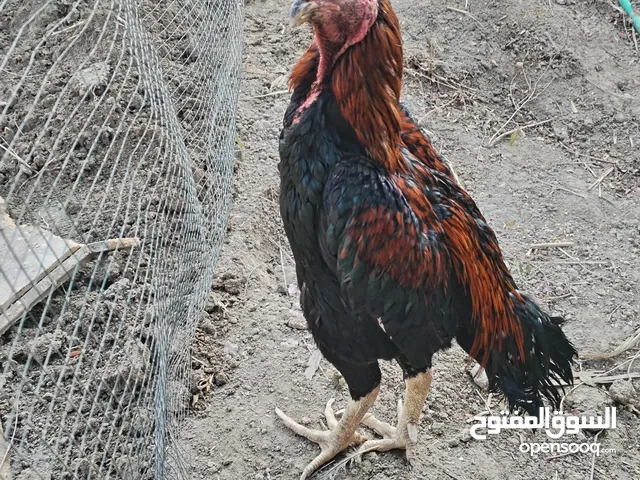 ديك للبيع نسل