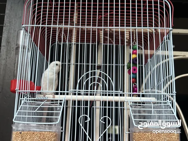 طير حب للبيع مع جميع أغراضه