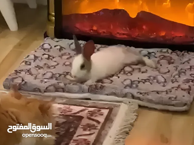 ارتب للبيع بصحه ممتازه جداً ويلعب