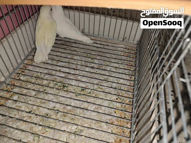 كوبية بركديلو ربي يبارك حجم ونظافة