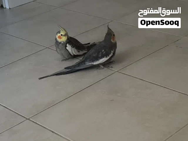 Cockatiel pair - female and male