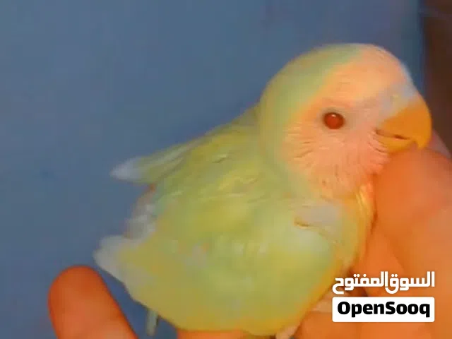 فرحين روز اورنج اوبلاين + بايد. الترويض والزق اليدوي