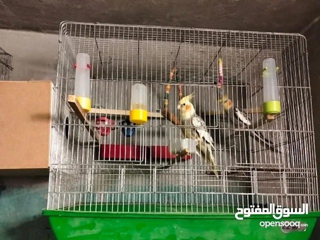 جوز كوكتيل مع 3 فراخ