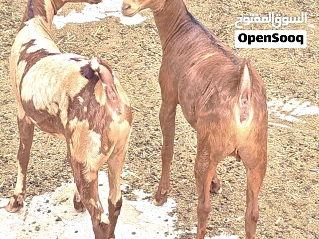 صخلات اعمارهن  7 شهور