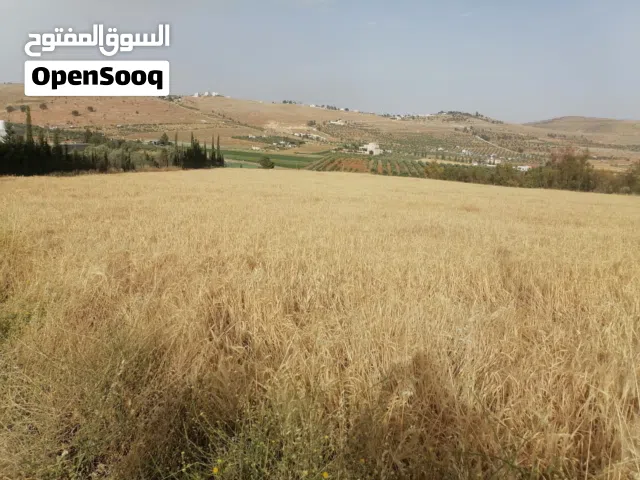 شعير بلدي للبيع