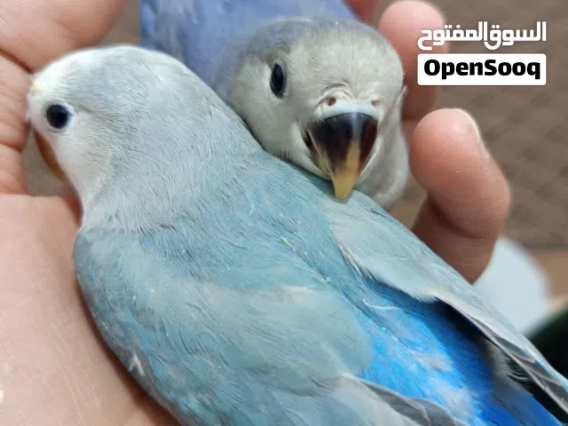 روز مروضات فل داخلي وخارجي تصغرله يجيك