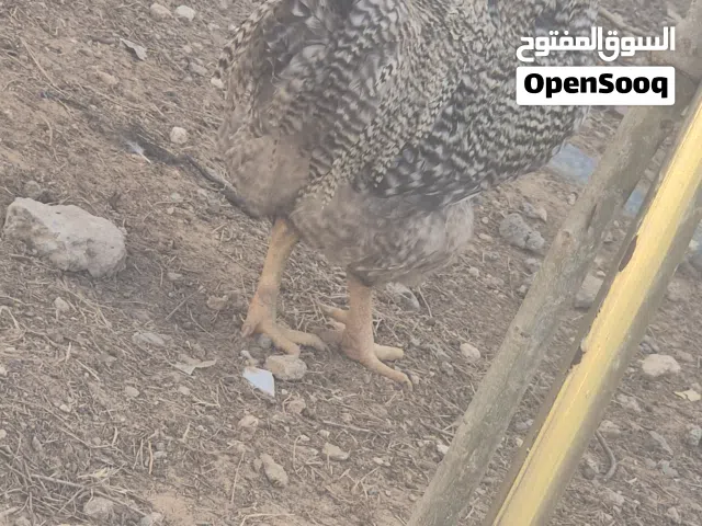 افراريج الله ايبارك