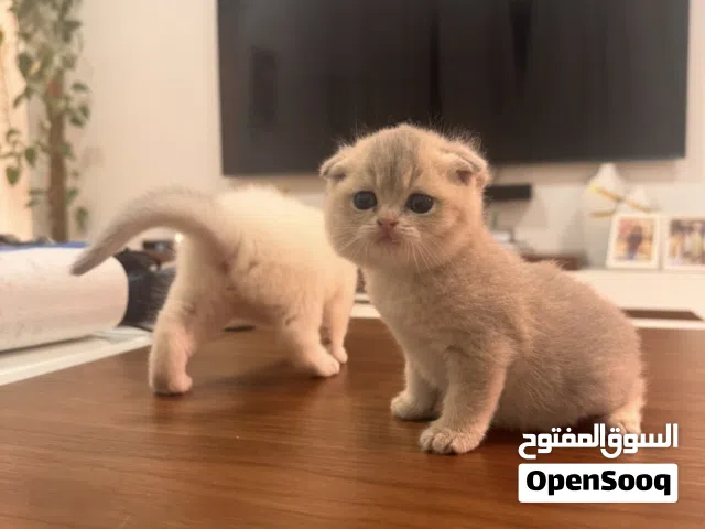 Adorable Scottish Fold Kittens Available