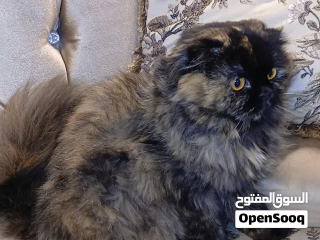بيع قط سكوتش فولد