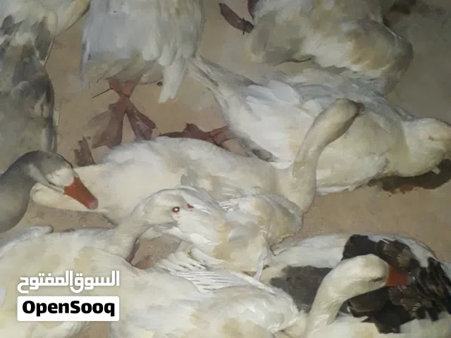 سلام عليكم وز للبيع جمله
