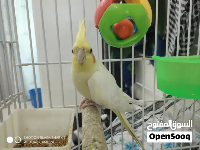كوكتيل - انثى  Female cocktail