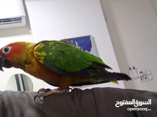 طير صن كنيور أليف للبيع العمر/ سنه تقريبًا