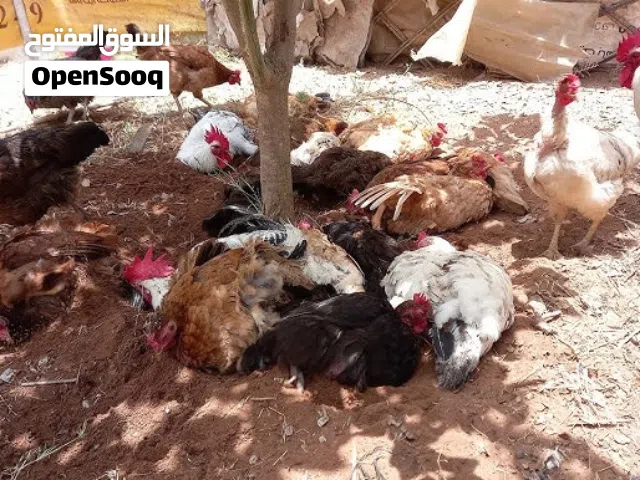 دجاج بلدي بياض