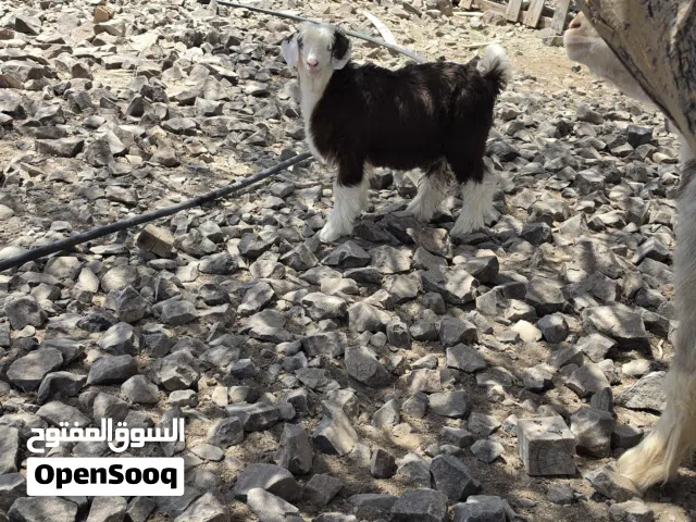 جدي سمين للبيع
