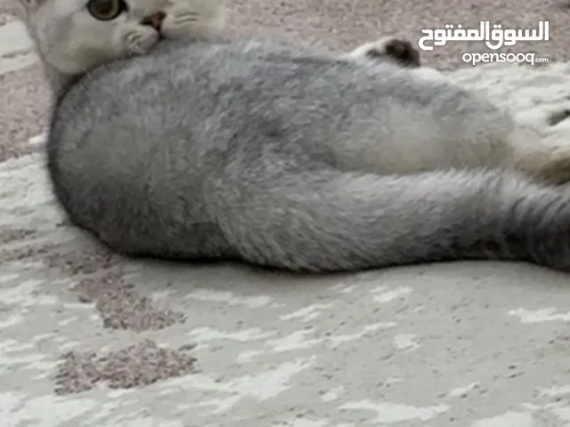 برتش شووت هير
