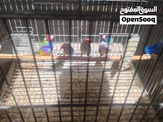 تشكيله زيبرا قولد فنش ومعاها الستار فنش