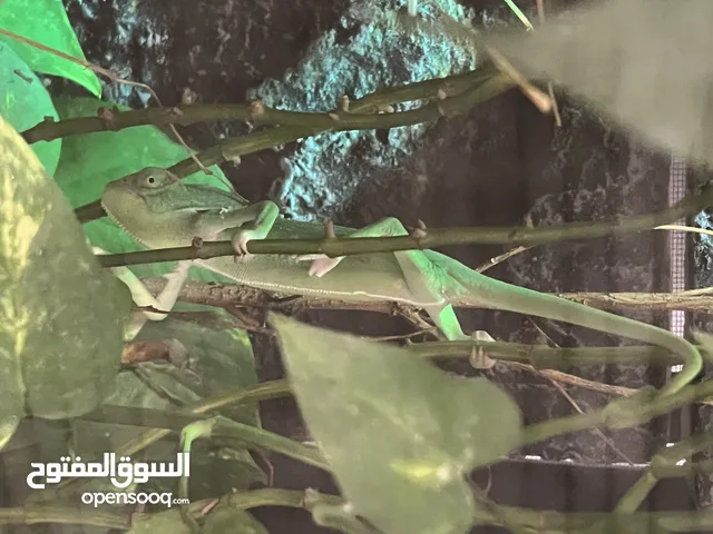bioactive chameleon enclosure