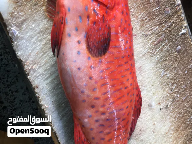 اسماك بحريه صيد اليوم ثول والتوزيع بجده