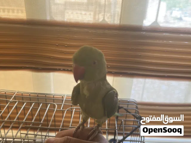 طير دره اليف مع قفص