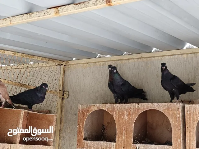 حمام كويتي قلابي بيور درجة اولى