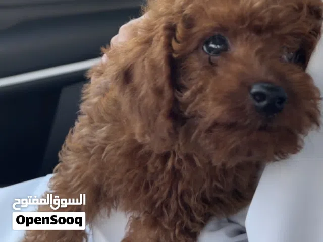 Toy Poodle Puppy