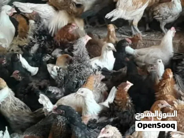 جاج بلدي ولوهمن وفرح ذيبه ومفتل