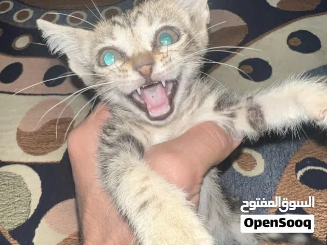 بزونه مال عرب للبيع
