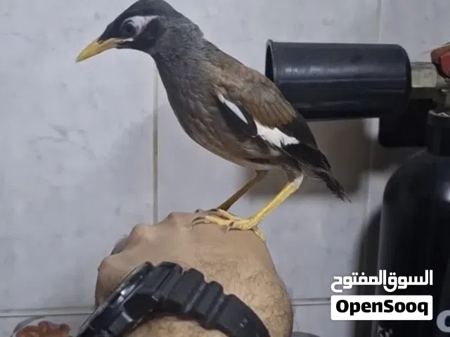 مينا اليف هدد فالبيت