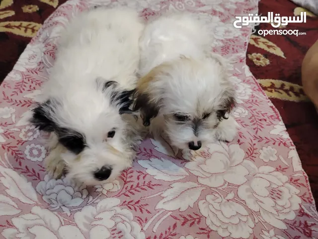 كلاب زينه صغار وكبار فول الفول ثلاث اناث وفحل