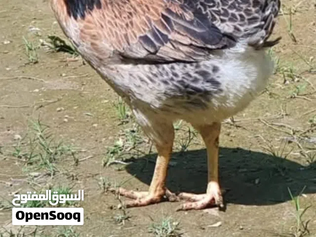 دجاج كحالي كويتي خط اول بياض