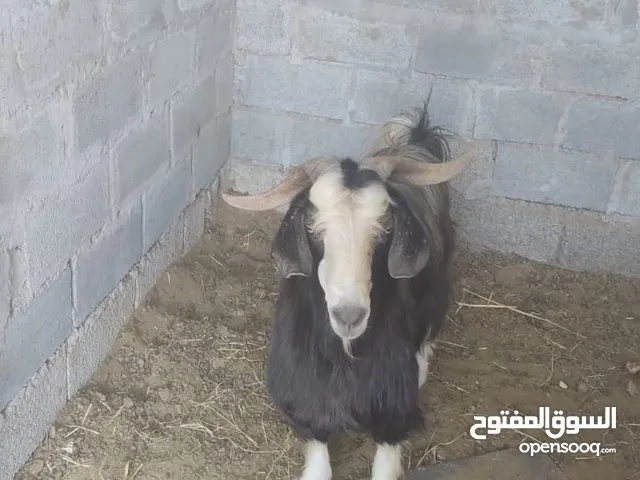 البيع تيس السعيدي وشاه الصلاليه وتيس الحجز قرو وصف