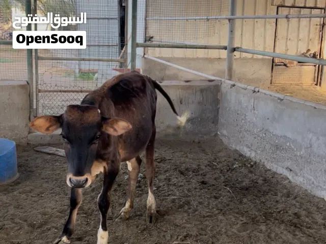 عجاله للبيع
