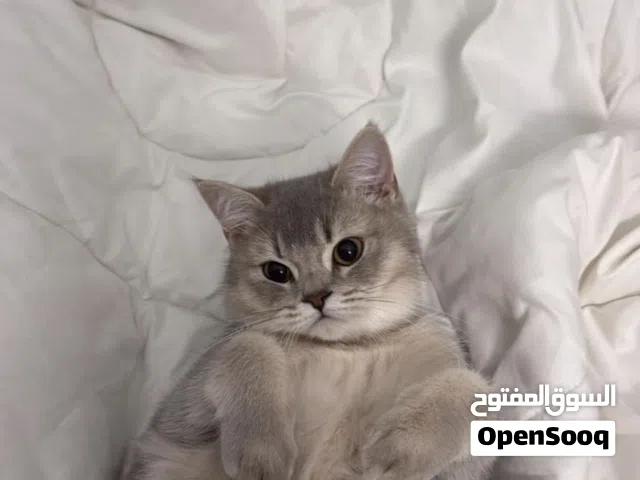 Mix breed cats for sale قطط مكس بريد للبيع