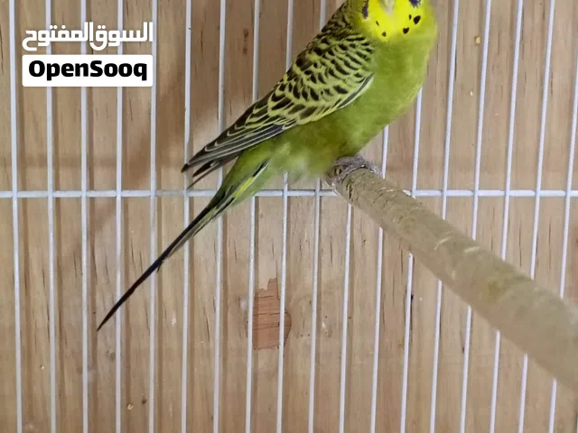 فحل طير حب جاهز للتزاوج