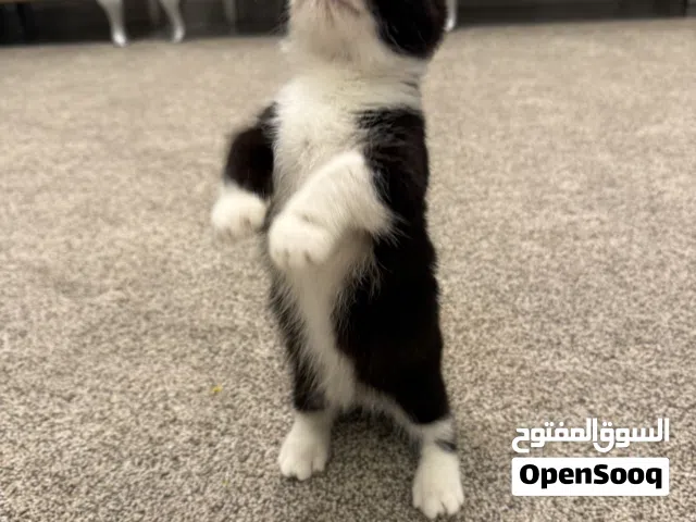 munshkie القزم